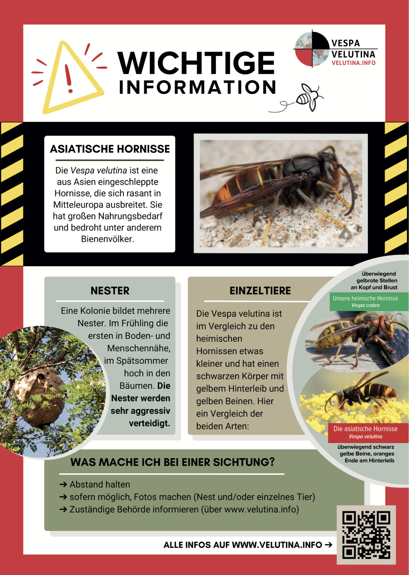 Tag der Asiatischen Hornisse – vielen Dank! – Bild 13